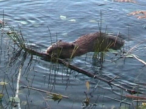Beaver consuming bark
