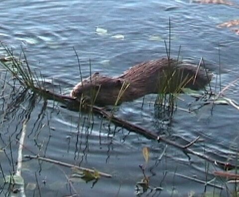 Beaver consuming bark