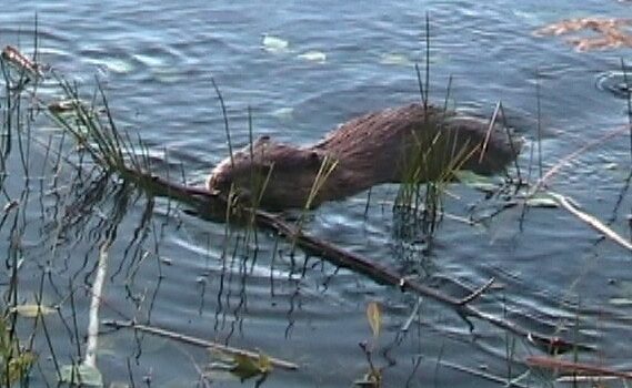 Beaver consuming bark