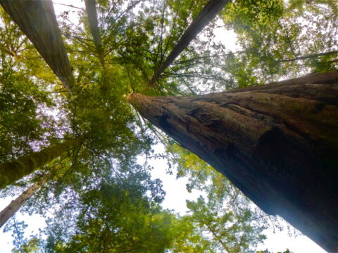 Redwood Forest