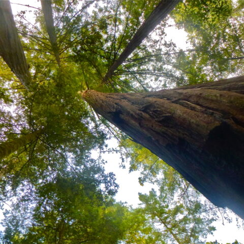 Redwood Forest