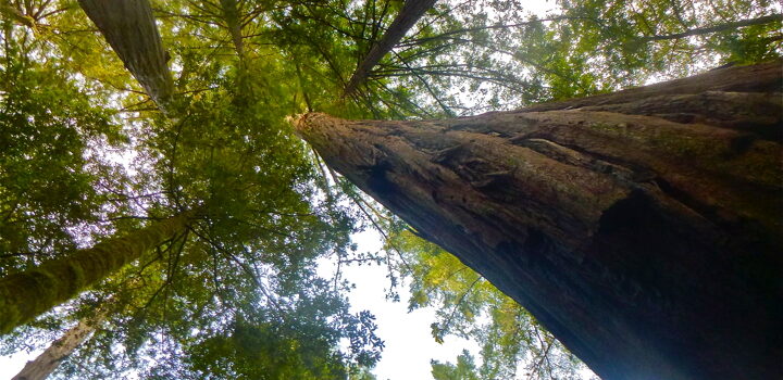 Redwood Forest