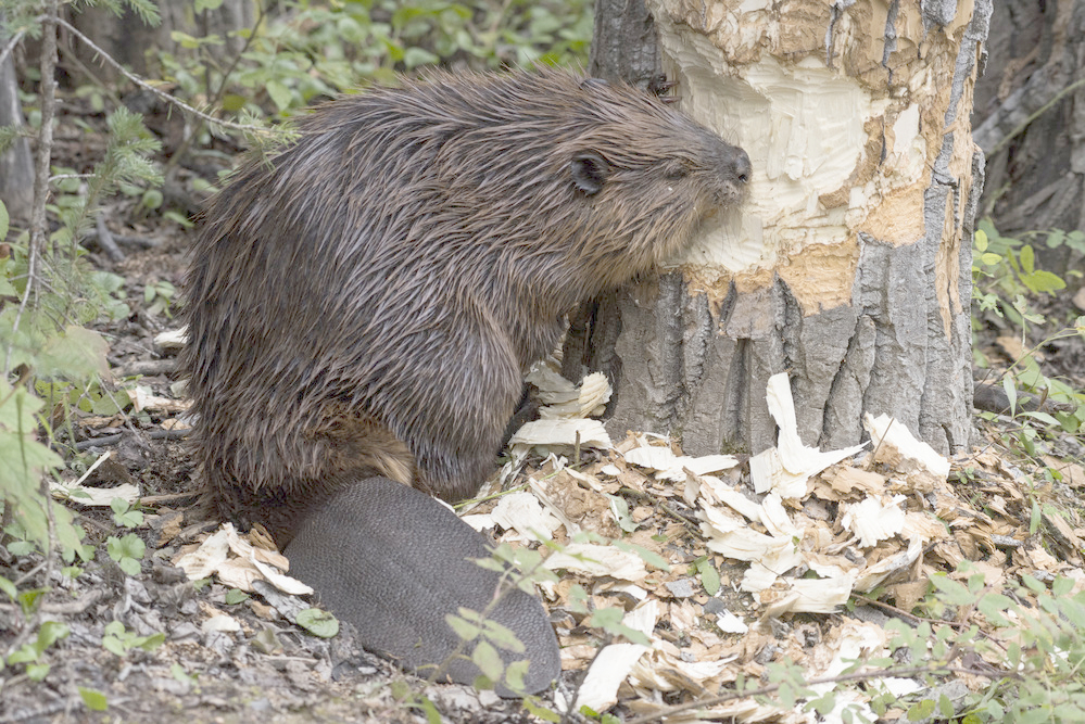 Beaver cutting down a tree